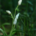 Cephalanthera-longifolia-1-Copyright-©-01.2017-Gérard-Lacoumette.Tous-droits-réservés