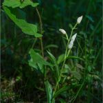 Cephalanthera-longifolia-2-Copyright-©-01.2017-Gérard-Lacoumette.Tous-droits-réservés