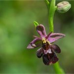 Ophrys-hybride-1-Copyright-©-01.2017-Gérard-Lacoumette.Tous-droits-réservés