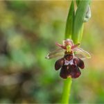 Ophrys-hybride-3-Copyright-©-01.2017-Gérard-Lacoumette.Tous-droits-réservés