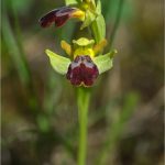 Ophrys-lutea-6-Copyright-©-01.2017-Gérard-Lacoumette.Tous-droits-réservés
