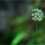 Allium victorialis L., Ail de cerf, Ail de la Sainte Victoire - Amaryllidacées - 01.2017 Copyright © 2017 Gérard Lacoumette. Tous droits réservés.