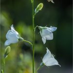 Campanula-persicifolia-Copyright-©-01.2017-Gérard-Lacoumette.Tous-droits-réservés