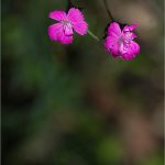 Dianthus sp. - Caryophyllacées - Copyright © 2017 Gérard Lacoumette. Tous droits réservés.