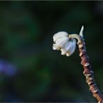 Edgeworthia chrysantha Lindl. - Thyméléacées - 03.17 Copyright © 2017 Gérard Lacoumette. Tous droits réservés