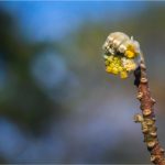 Edgeworthia chrysantha LIndl. - Thyméléacées - 03.17 Copyright © 2017 Gérard Lacoumette. Tous droits réservés (2)