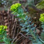 Euphorbia myrsinites - Euphorbiacées - 04.17 Copyright©2017 Gérard Lacoumette. Tous droits réservés