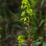 Euphorbia sp. - Euphorbiacées - Copyright©01.2017 Gérard Lacoumette. Tous droits réservés