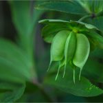 Helleborus viridis L. (fruits), Hellebore vert - Renonculacées - 01. 2017 Copyright © 2017 Gérard Lacoumette. Tous droits réservés