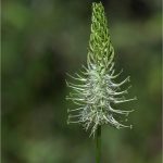 Phyteuma spicatum L., Raiponce en épi - Campanulacées - Copyright© 01.2017 Gérard Lacoumette. Tous droits réservés