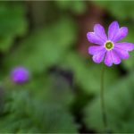 Primula corthusifolia - Primulacées - 04.17 Copyright© 01.2017 Gérard Lacoumette. Tous droits réservés