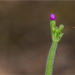 Primula corthusifolia - Primulacées - 04.17 Copyright© 01.2017 Gérard Lacoumette. Tous droits réservés