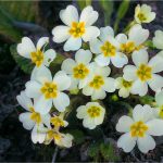 Primula vulgaris Huds., Primevère acaule - Primulacées - 04.17 Copyright© 01.2017 Gérard Lacoumette. Tous droits réservés