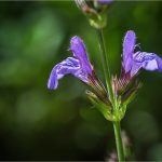 Salvia officinalis L., Sauge officinale - Lamiacées - Copyright© 01. 2017 Gérard Lacoumette. Tous droits réservés