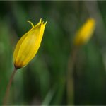 Tulipa sylvestris L., Tulipe sauvage, Tulipe des bois - Liliacées - 04. 2017 Copyright © 2017 Gérard Lacoumette. Tous droits réservés