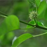 Maclura pomifera-3- Oranger des Osages