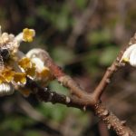 Edgeworthia chrysantha Lindl. -Thyméléacées- 03.2015 GO