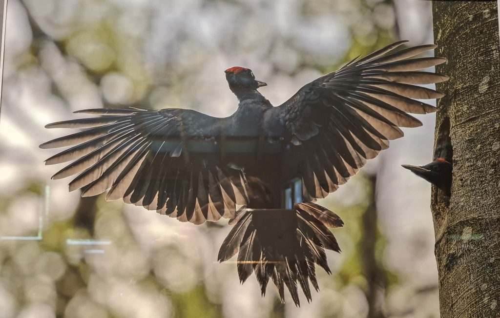 Exposition de photos d&rsquo;oiseaux de nos contrées.