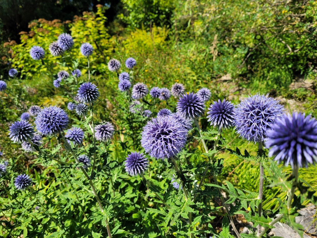 Raconte moi les plantes.
